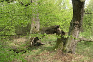 Fot. Nadleśnictwo Staszów