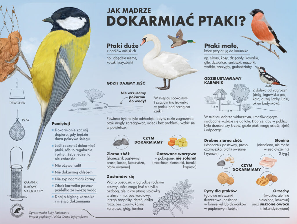 Zimowa stołówka dla ptaków. Jak i czym je karmić? 2 Jak mądrze dokarmiać ptaki? / Infografika Lasy Państwowe