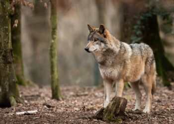 Przyrodnicy alarmują: Ograniczenie ochrony wilków to niebezpieczny krok