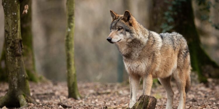 Coraz więcej wilków w świętokrzyskich lasach