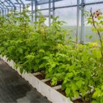 Jagodnik w tunelu / Fot. Canva