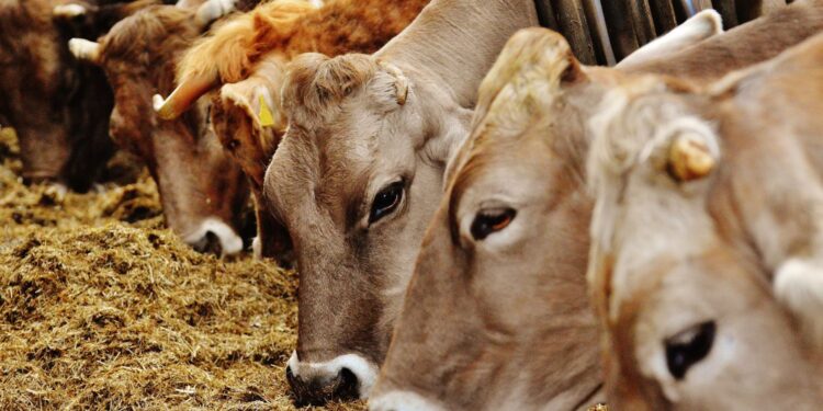 Polskie służby weterynaryjne podejmują szeroko zakrojone działania prewencyjne w związku z wykryciem ogniska pryszczycy w Niemczech. /. Fot. Canva