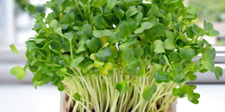 Rukiew wodna /. Fot. Canva