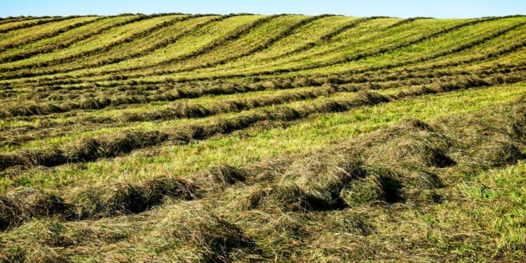 Siano łąkowe / Fot. Canva