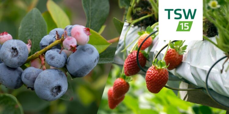 Mrozoodporna Borówka i długo owocujące truskawki - nowościami na targach TSW / Fot. Canva