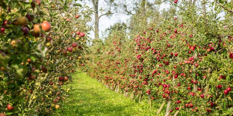 Klimat, polityka i ekonomia decydują o powodzeniu w sadach - Radio Kielce