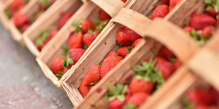 Przebojowa truskawka Hobby - Radio Kielce