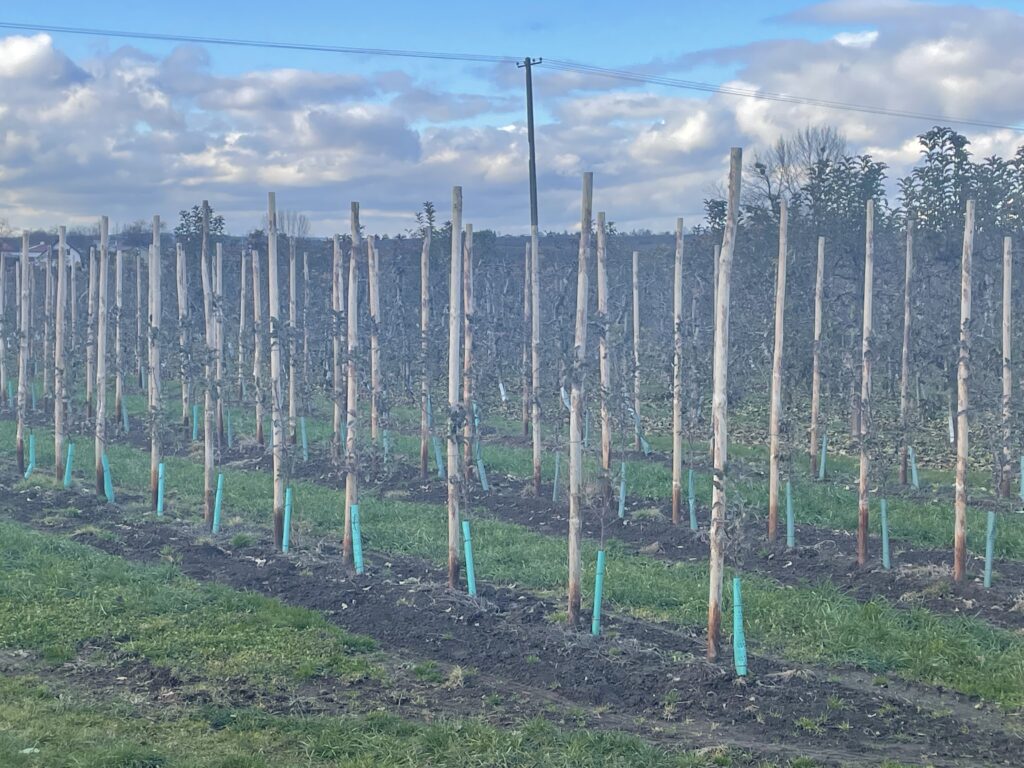 Niespotykana na skalę kraju populacja zajęcy żyje obok nas - Radio Kielce