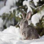Niespotykana na skalę kraju populacja zajęcy żyje obok nas