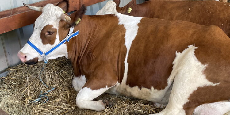 Fot. Anna Głąb - Radio Kielce