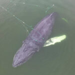 26.02.2025. Międzyzdroje. Akcja ratowania wieloryba, który najprawdopodobniej zaplątał się w sieci około 100 metrów od linii brzegowej w pobliżu bazy rybackiej w Międzyzdrojach / Fot. PAP - Piotr Golian / WOPR