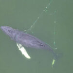 26.02.2025. Międzyzdroje. Akcja ratowania wieloryba, który najprawdopodobniej zaplątał się w sieci około 100 metrów od linii brzegowej w pobliżu bazy rybackiej w Międzyzdrojach / Fot. PAP - Piotr Golian / WOPR