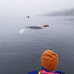 26.02.2025. Międzyzdroje. Akcja ratowania wieloryba, który najprawdopodobniej zaplątał się w sieci około 100 metrów od linii brzegowej w pobliżu bazy rybackiej w Międzyzdrojach / Fot. PAP - Piotr Golian / WOPR