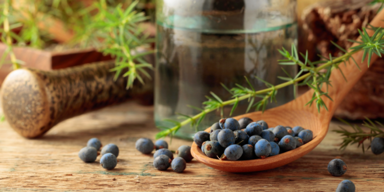 Jałowiec – sprzymierzeniec w naszych lasach. Ceniony za… magiczną moc - Radio Kielce