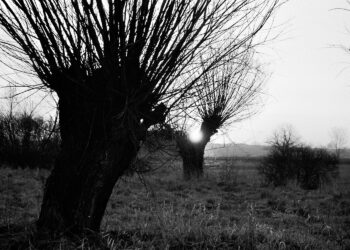 Na Ponidzie powrócą wierzby i łąki kwietne