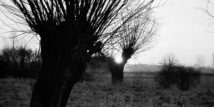 Na Ponidzie powrócą wierzby i łąki kwietne