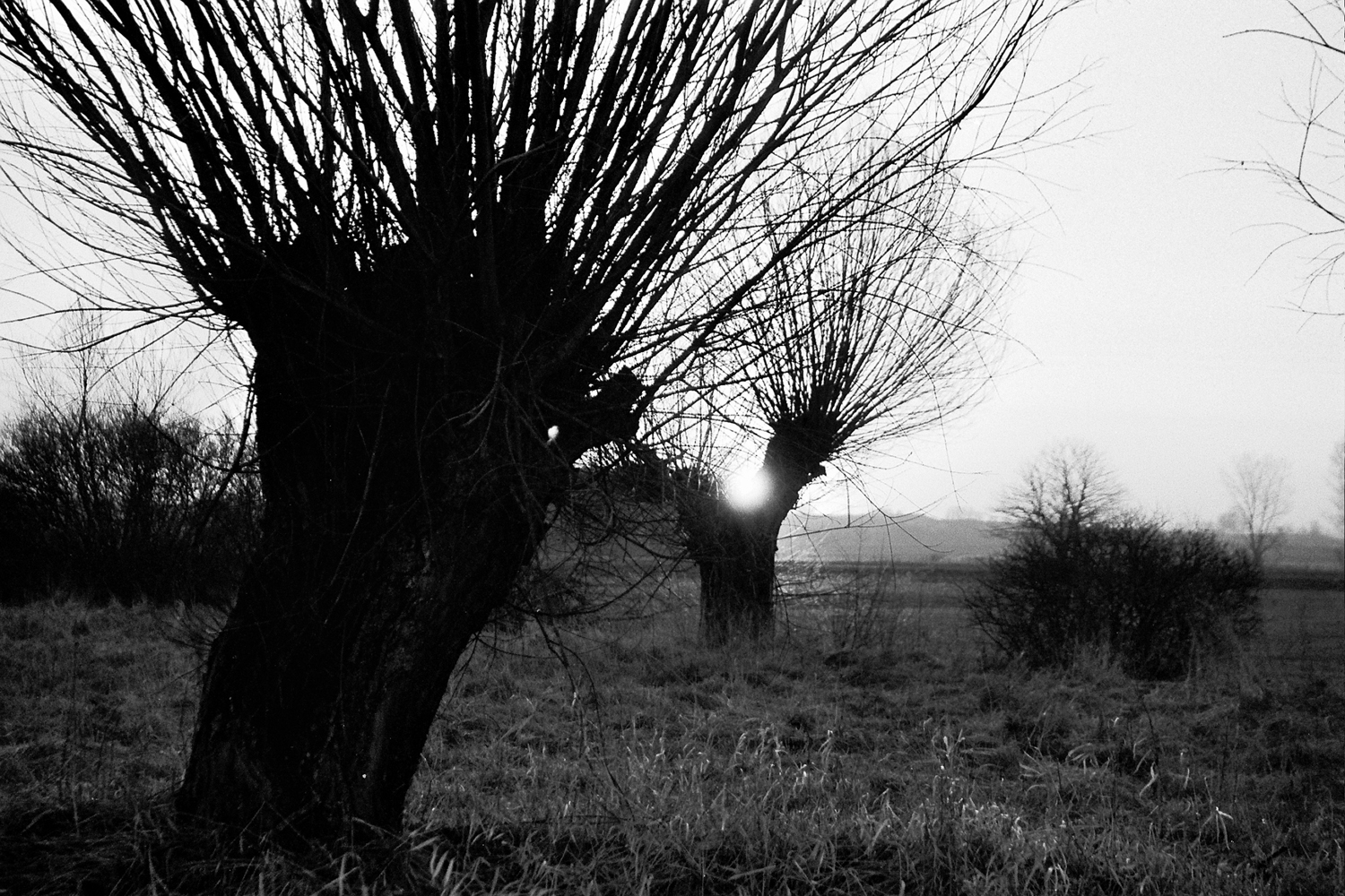 Na Ponidzie powrócą wierzby i łąki kwietne