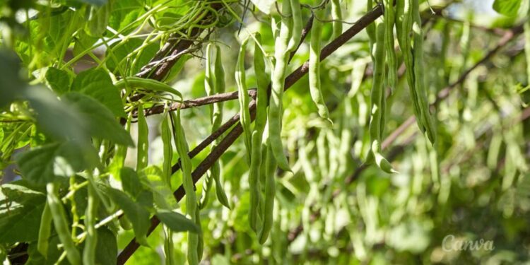 Rośliny strączkowe są zdrowsze od mięsa i zbóż. - Radio Kielce