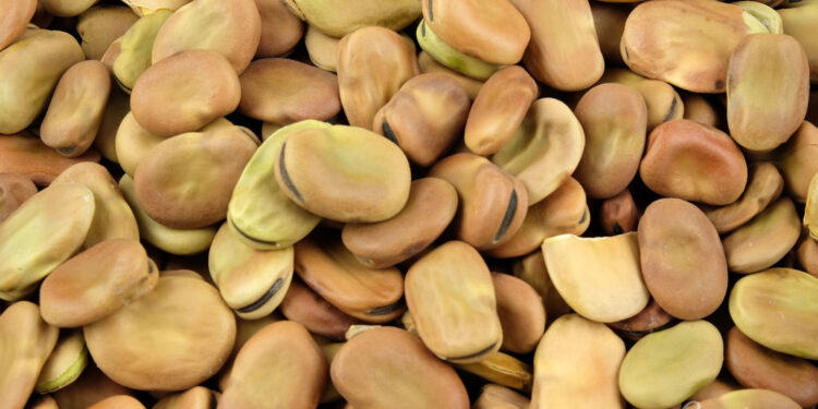 Bobowate grubonasienne rekomendowane do uprawy w Świętokrzyskiem - Radio Kielce Bobowate grubonasienne rekomendowane do uprawy w Świętokrzyskiem - Radio Kielce