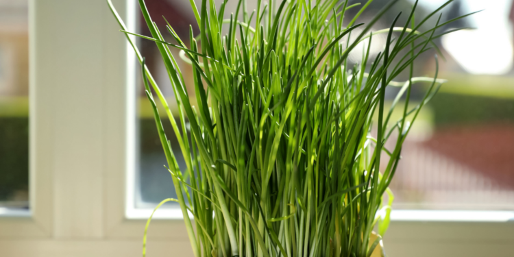 Zielony parapet – szczypiorek na oknie / Fot. Canva