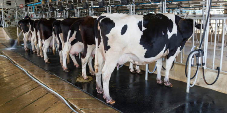 Komputery i roboty w oborze - Radio Kielce