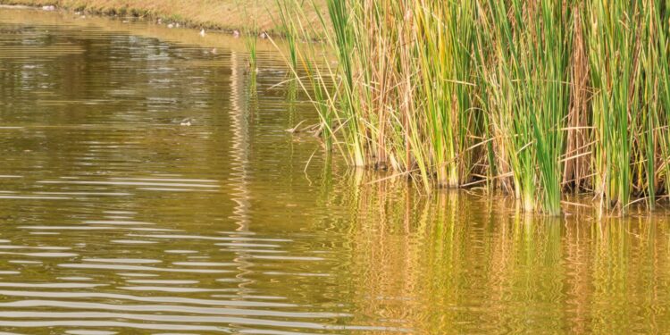 Coraz gorszy stan czystości wód powierzchniowych - Radio Kielce Coraz gorszy stan czystości wód powierzchniowych / Fot. Canva