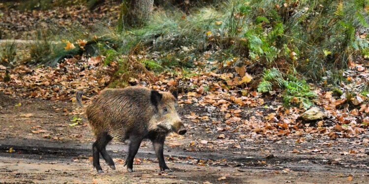 Od początku roku w Polsce potwierdzono 499 ognisk ASF dzików. / Fot. Canva