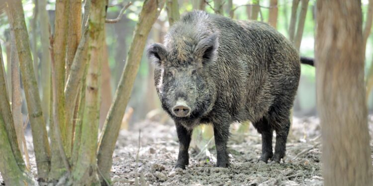 W Świętokrzyskiem zwiększono strefę bezpieczeństwa związaną z ASF - Radio Kielce