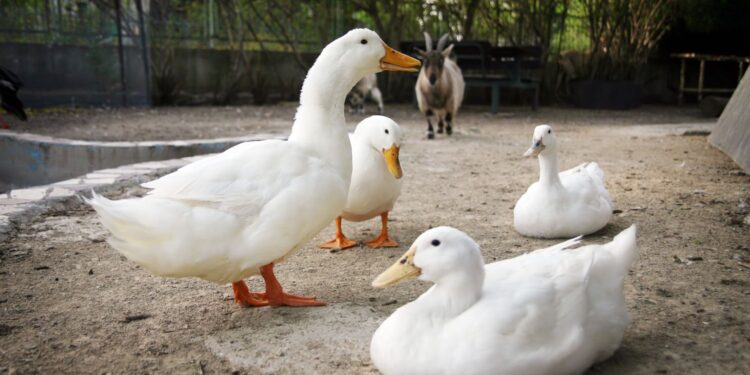 Kury, indyki, gęsi, kaczki – ile kosztują w Świętokrzyskiem? - Radio Kielce Kury, indyki, gęsi, kaczki – ile kosztują w Świętokrzyskiem? /. Fot. Canva