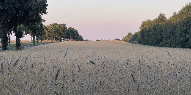 zboże, pole / Fot. Robert Felczak – Radio Kielce