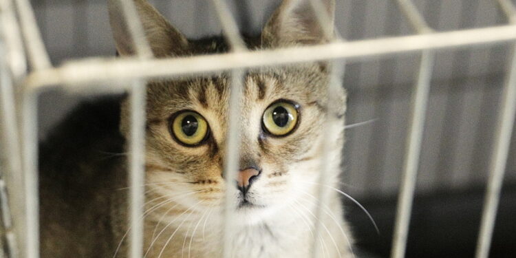 Wiejski kot wciąż na etacie w gospodarstwie - Radio Kielce