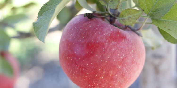 Fuji podbija rynek - Radio Kielce