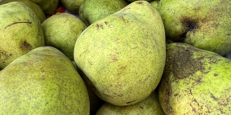 Czy warto postawić na grusze? - Radio Kielce