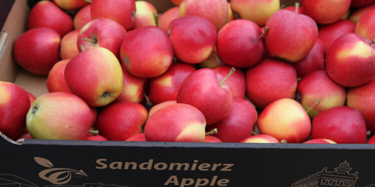 Gala, red delicious i golden na topie - Radio Kielce