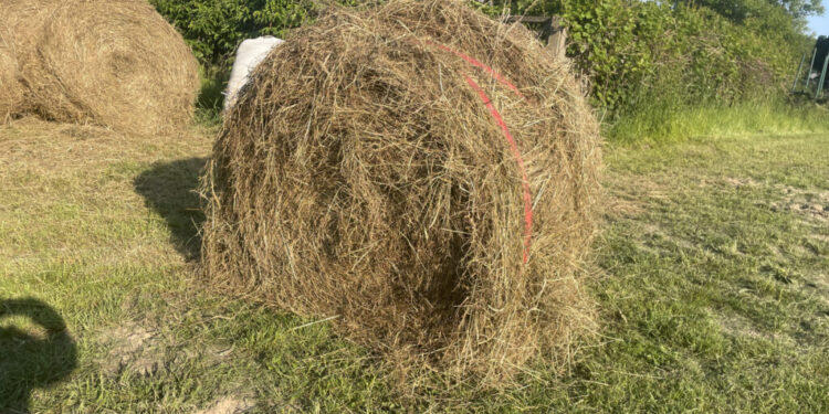 Siano – przysmak zwierząt hodowlanych i dzikich - Radio Kielce