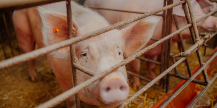 świnie / fot. Canva