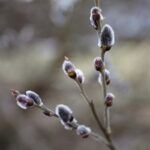 06.03.2025. Kielce. Pierwsze oznaki wiosny / Fot. Wiktor Taszłow – Radio Kielce