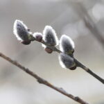 06.03.2025. Kielce. Pierwsze oznaki wiosny / Fot. Wiktor Taszłow – Radio Kielce