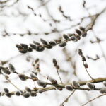 06.03.2025. Kielce. Pierwsze oznaki wiosny / Fot. Wiktor Taszłow – Radio Kielce