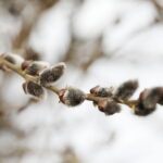 06.03.2025. Kielce. Pierwsze oznaki wiosny / Fot. Wiktor Taszłow – Radio Kielce