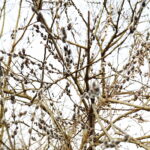 06.03.2025. Kielce. Pierwsze oznaki wiosny / Fot. Wiktor Taszłow – Radio Kielce