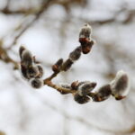 06.03.2025. Kielce. Pierwsze oznaki wiosny / Fot. Wiktor Taszłow – Radio Kielce