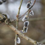 06.03.2025. Kielce. Pierwsze oznaki wiosny / Fot. Wiktor Taszłow – Radio Kielce