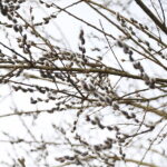 06.03.2025. Kielce. Pierwsze oznaki wiosny / Fot. Wiktor Taszłow – Radio Kielce