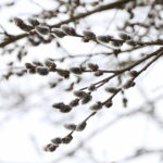 06.03.2025. Kielce. Pierwsze oznaki wiosny / Fot. Wiktor Taszłow – Radio Kielce