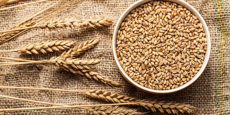 Wysokojakościowa pszenica Alegoria / Fot. Canva