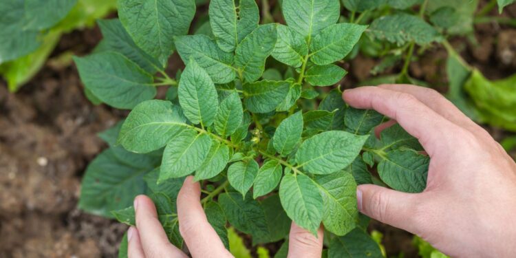Ziemniaki na działce i balkonie / Fot. Canva