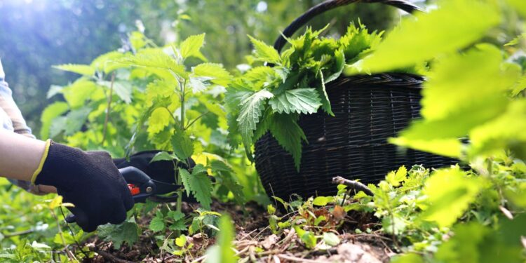 Gnojówka z pokrzywy / Fot. Canva