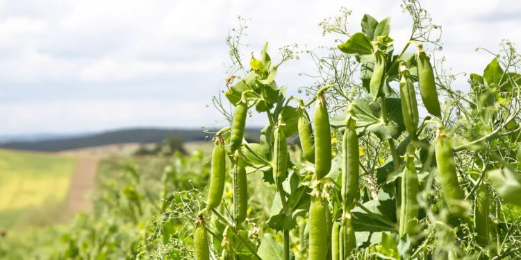 Pora sianie grochu i roślin bobowatych grubonasiennych./. Fot. Canva