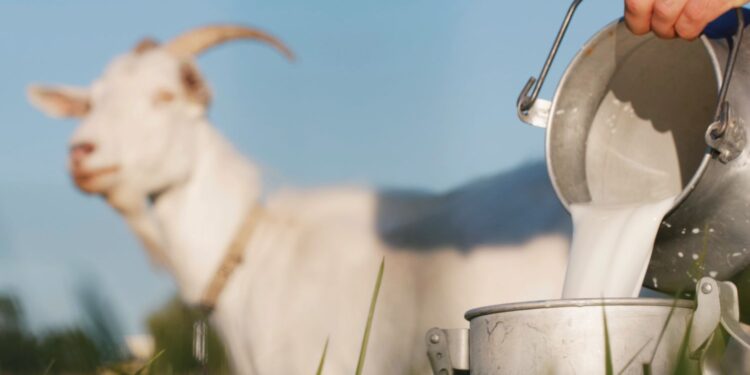 Mleko kozie / Fot. Canva